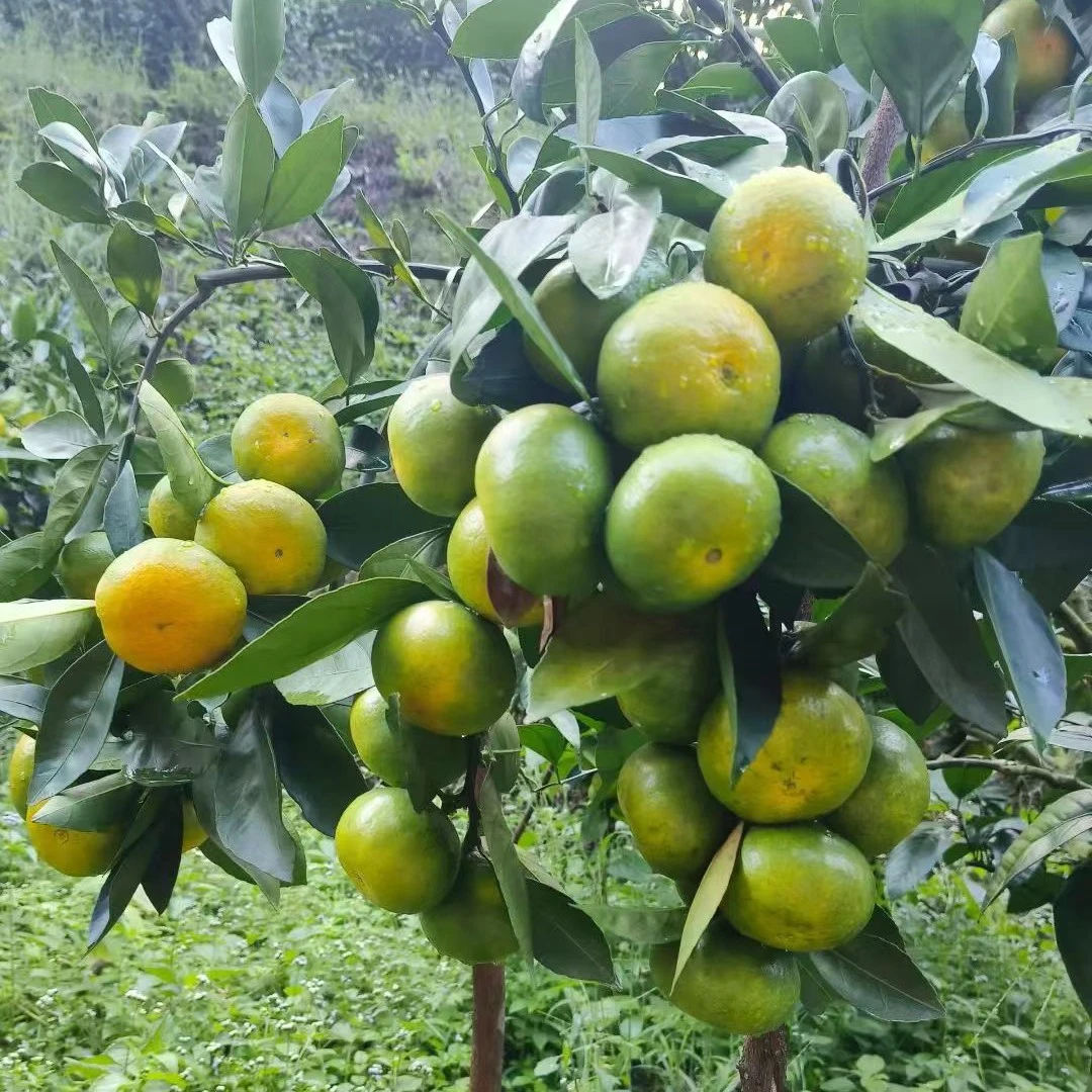 江西赣南寻乌现摘无籽青皮蜜桔新鲜多汁应季水果