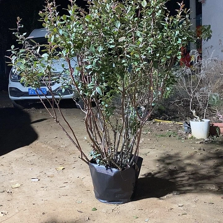 完全开放蓝莓带我走了