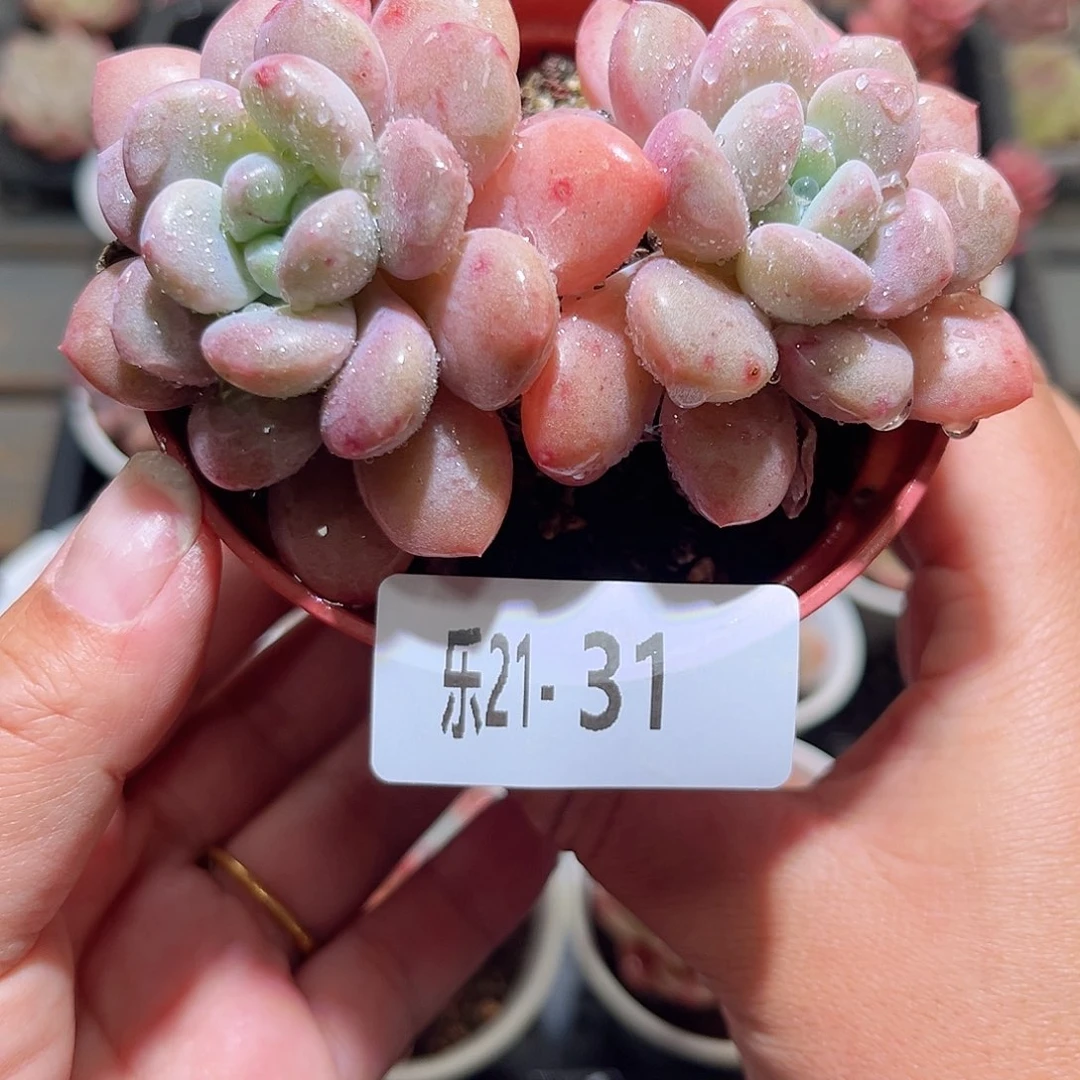 木乐21-31白鹭双头