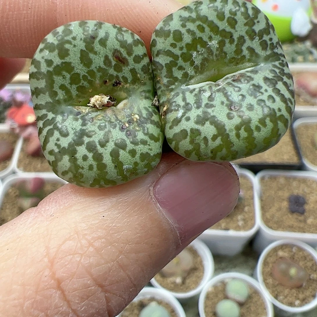 【闪购商品】112 双12福利限量