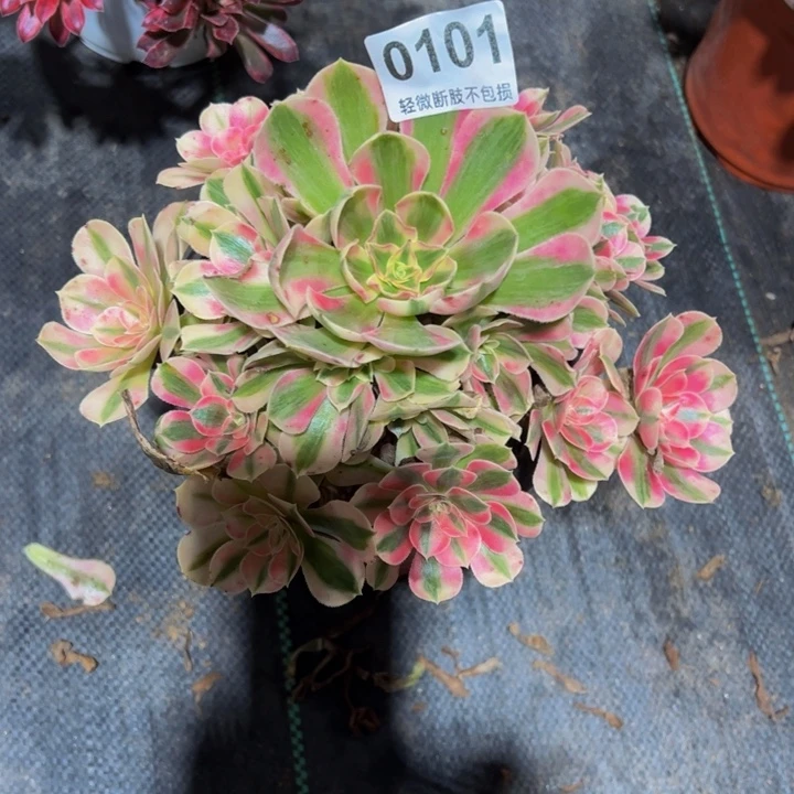 粉女巫0101111111111111