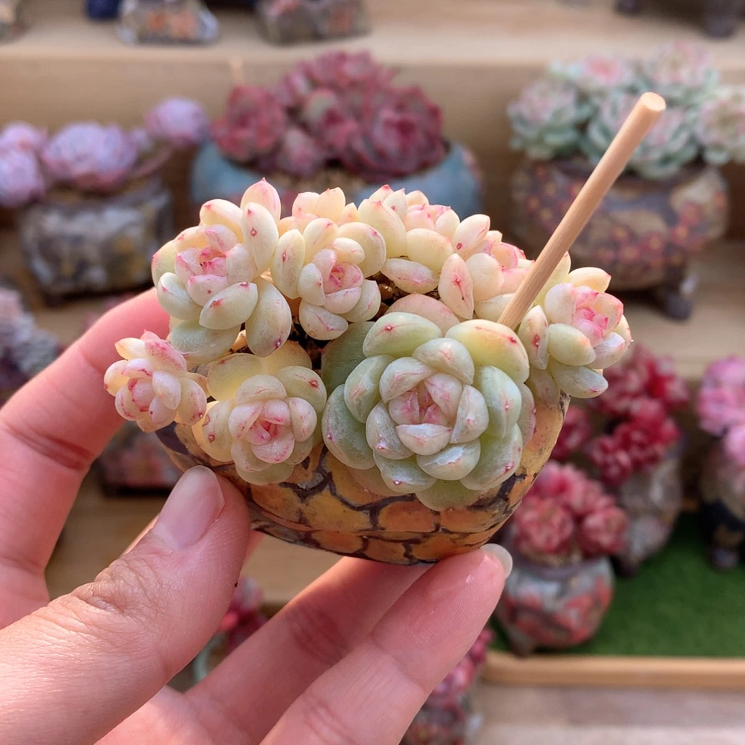 糖心小脸群一物一拍整群