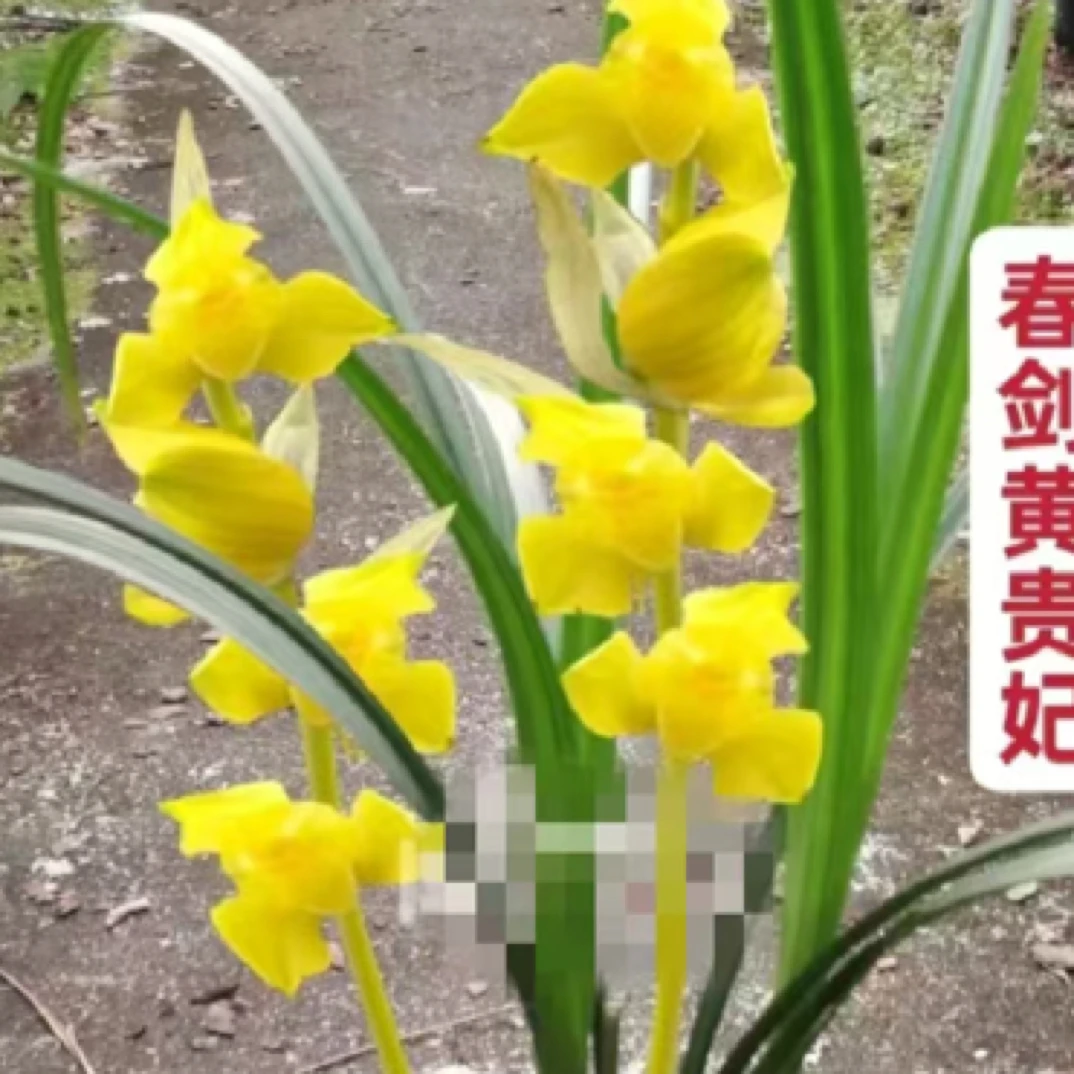 春剑铭品（黄贵妃）3壮苗脱盆裸根发货