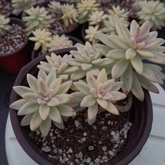 秋丽白覆轮锦小老桩