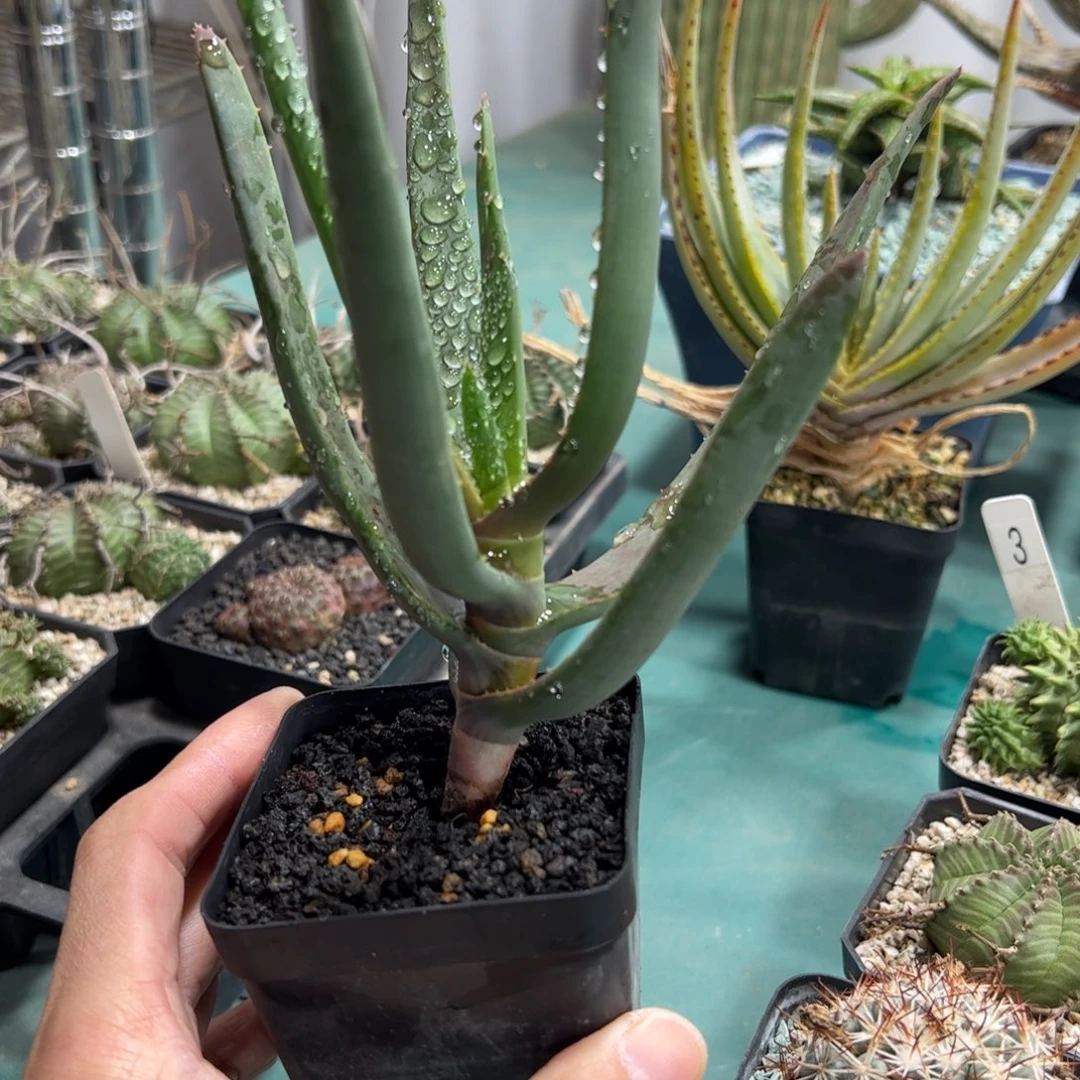 平列叶神章锦杂交 脱土发货多肉