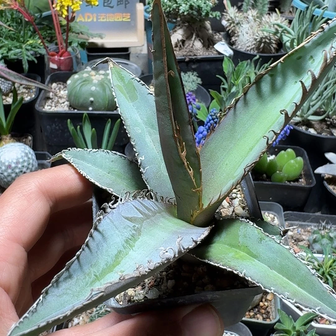 643帝释天脱土发货