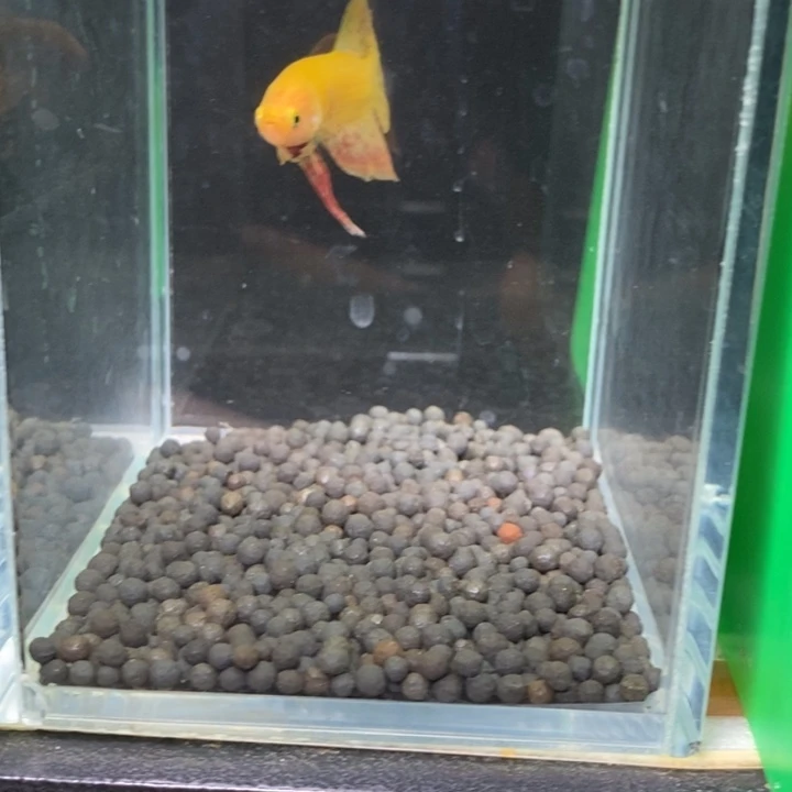 斗鱼泰国斗鱼238号