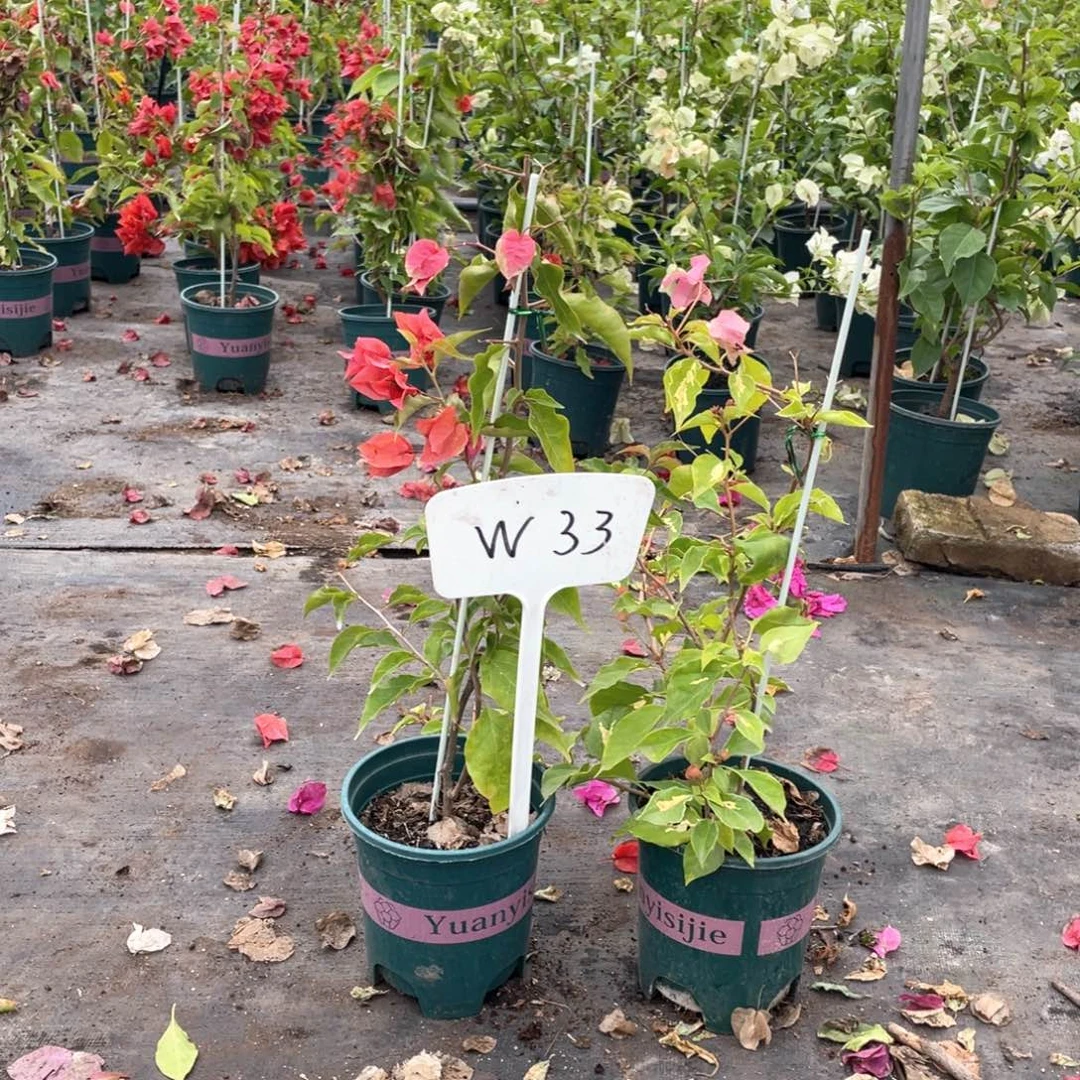 春***开全部花朵金心橙白+热火桑巴W33