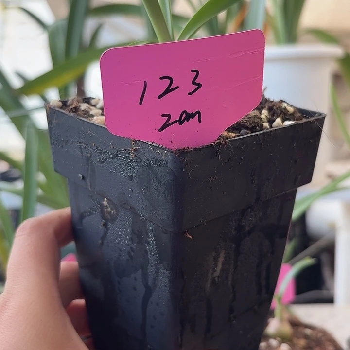 无花朵123朱顶红直径2cm