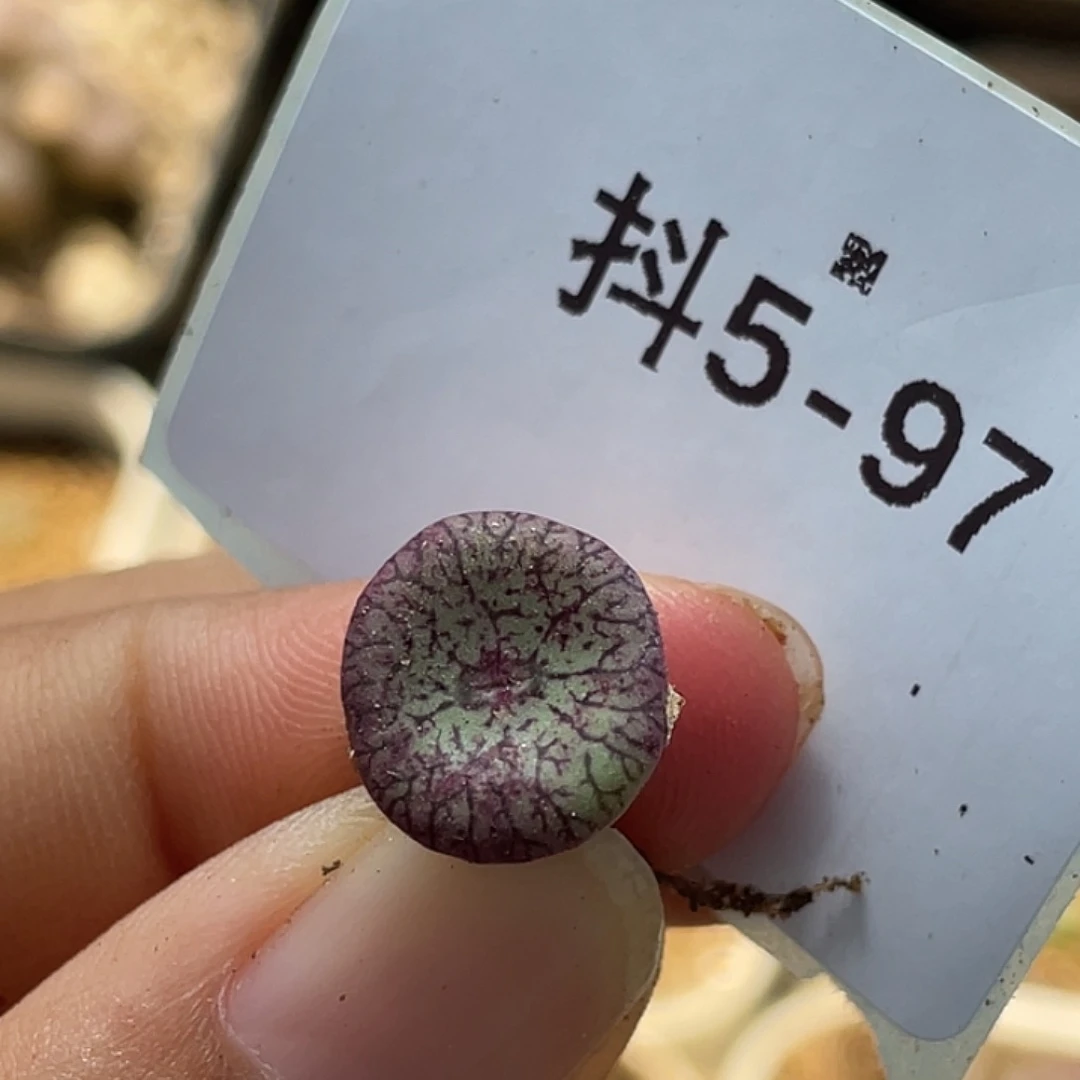 5-97安贞多肉植物