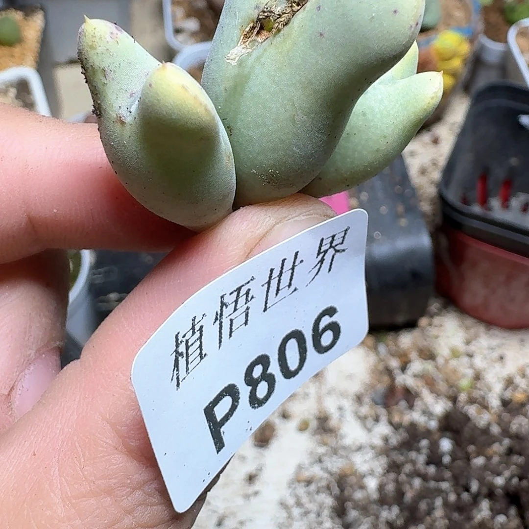 806盒多肉植物哇v g g