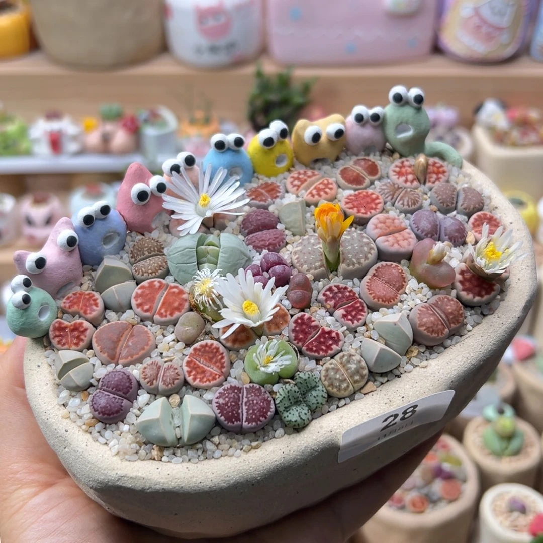 多肉植物28号彩色