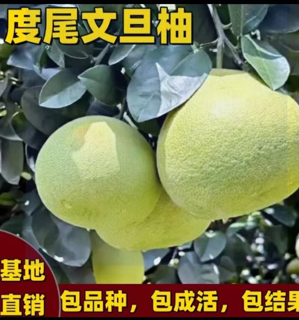 果园直发现采现摘 度尾文旦柚 甄选精品果 新鲜 皮薄多汁
