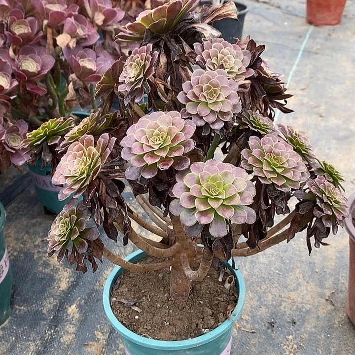 黑桐多肉植物011