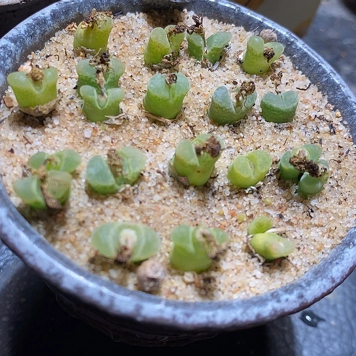 奶瓶风铃一组十颗。