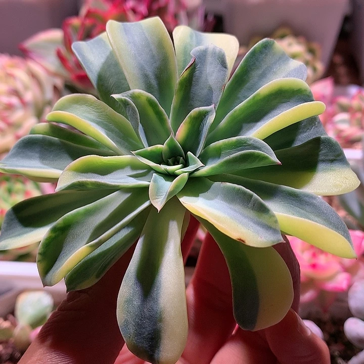 喷泉锦黄拉丝锦锦