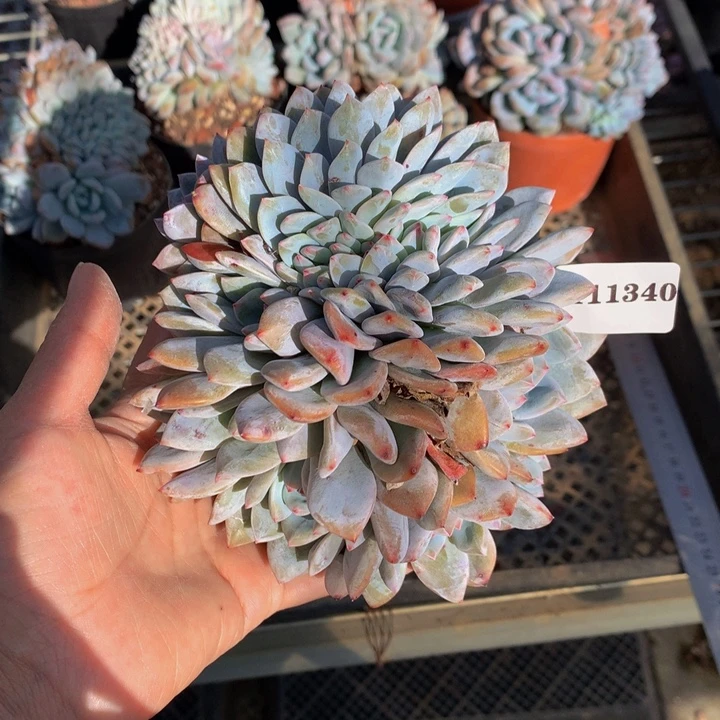 111340缀嗯嗯嗯嗯好