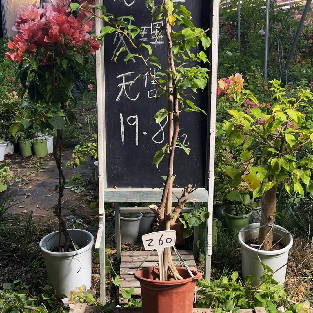 完全开放三角梅三角梅260