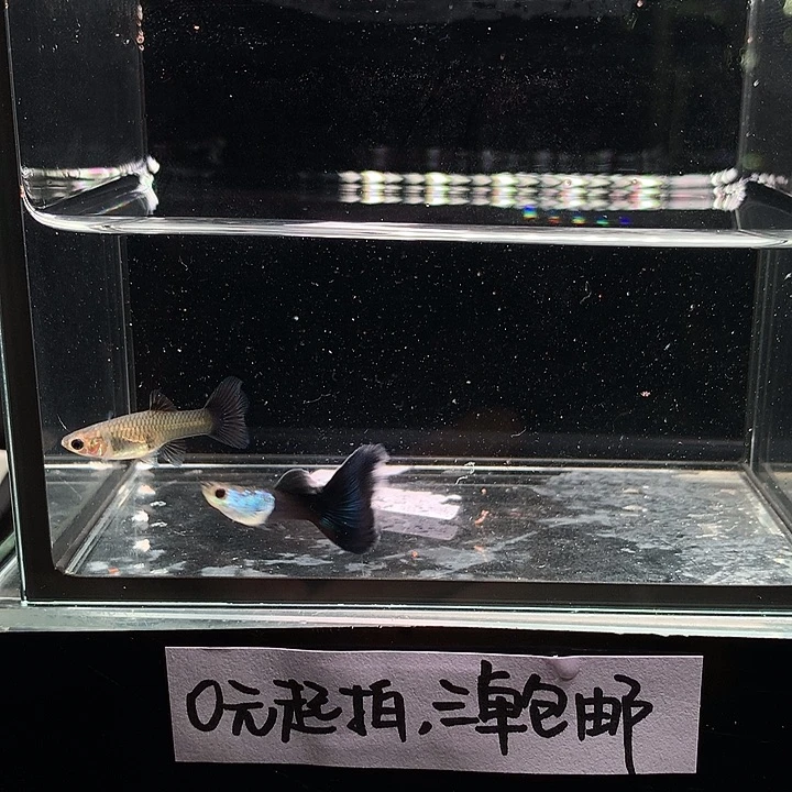 孔雀鱼艾尔银蓝尾一对