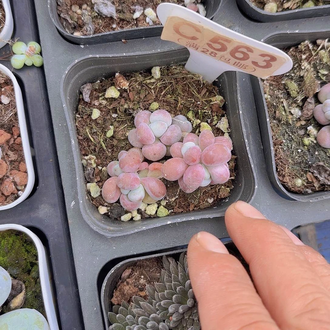 C563腰子蛋一物一拍