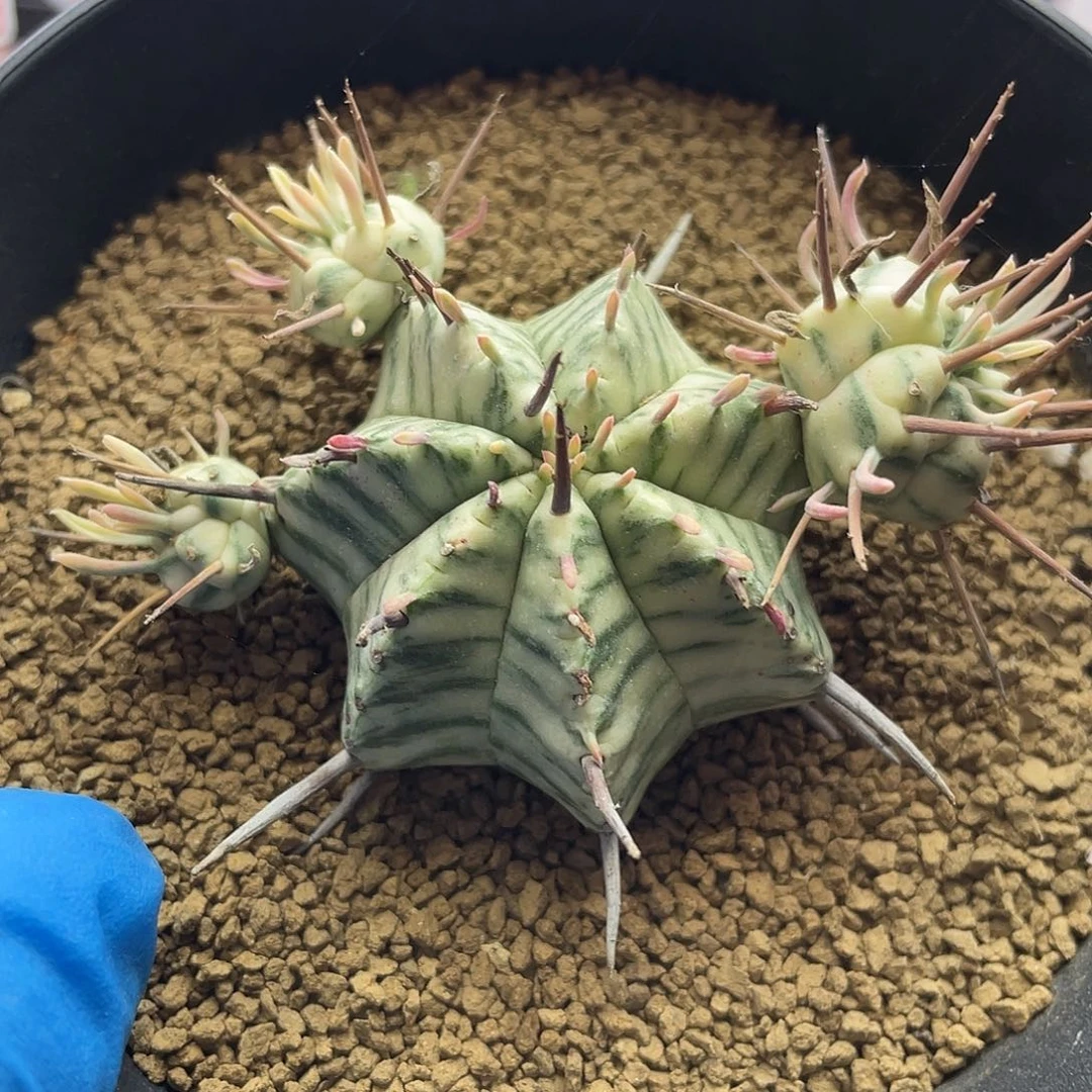 斑马锦仙人球多肉植物