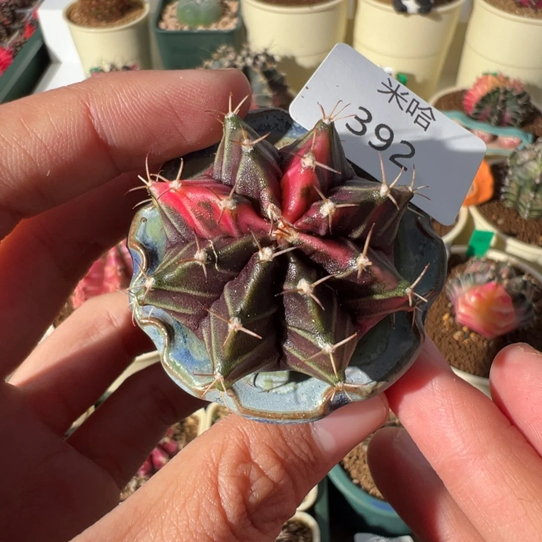 392 好看的米哈冲冲冲