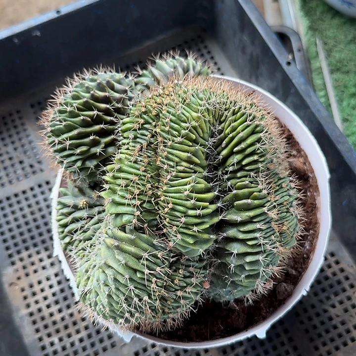 跟***虫崔皇冠缀化仙人球一颗
