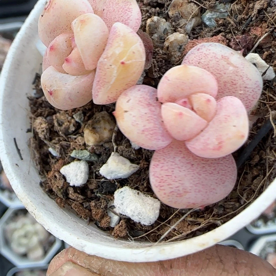 多肉小卡拉米糖心一物一拍