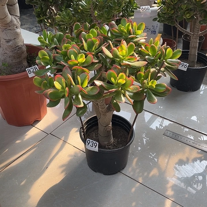 彩玉树花月独杆老桩