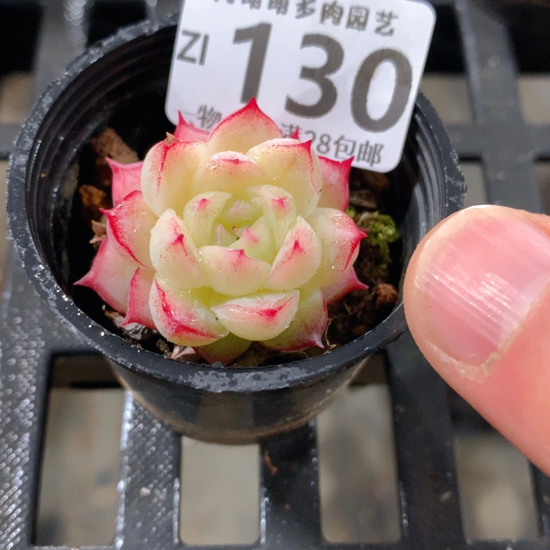 肉萌萌拇指盆精控多肉ZI130