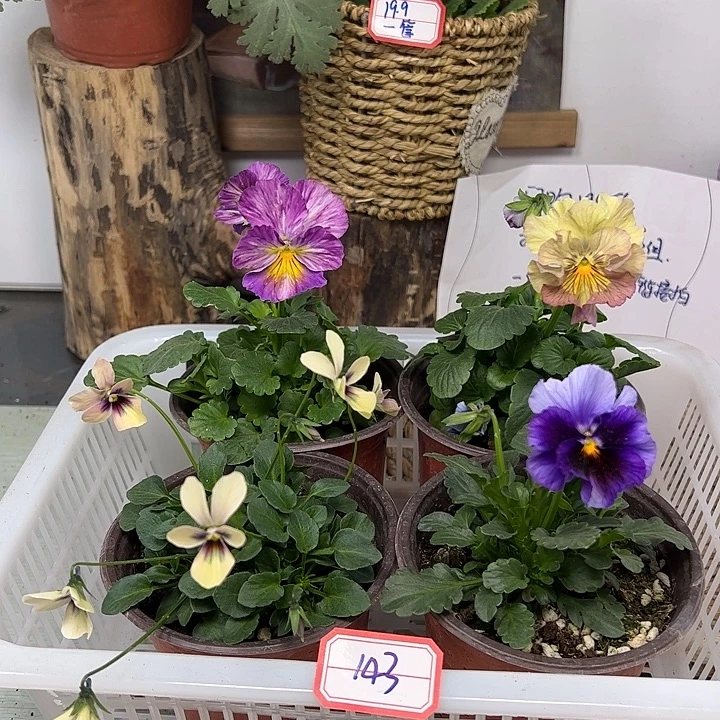 完全开放角堇143号一组