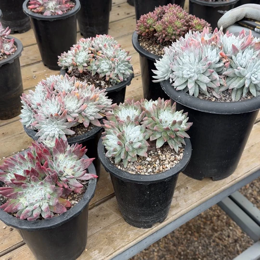 华*20250203z多肉华昭