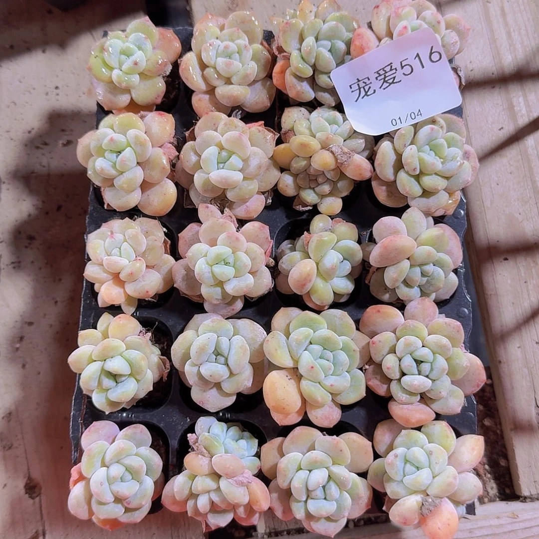 直播福利一物一拍516