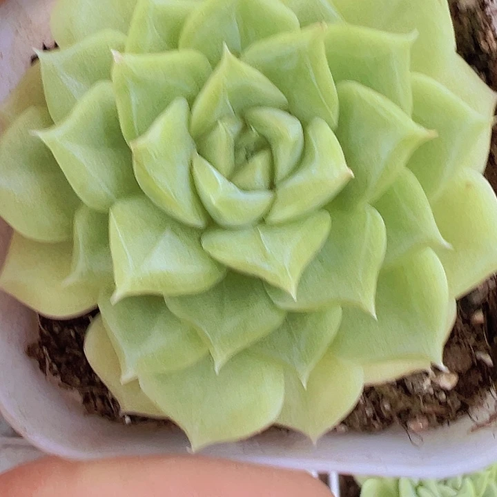 白天鹅19包邮多肉植物