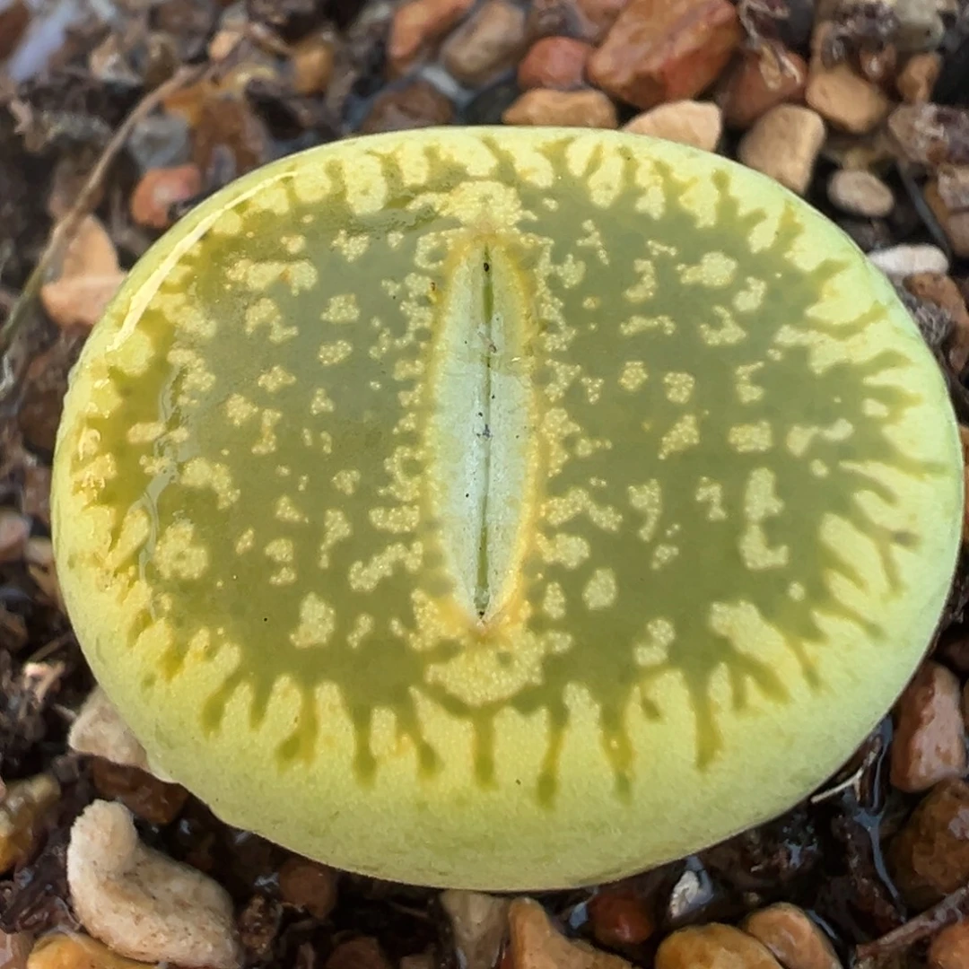 绿光阳多肉植物百科