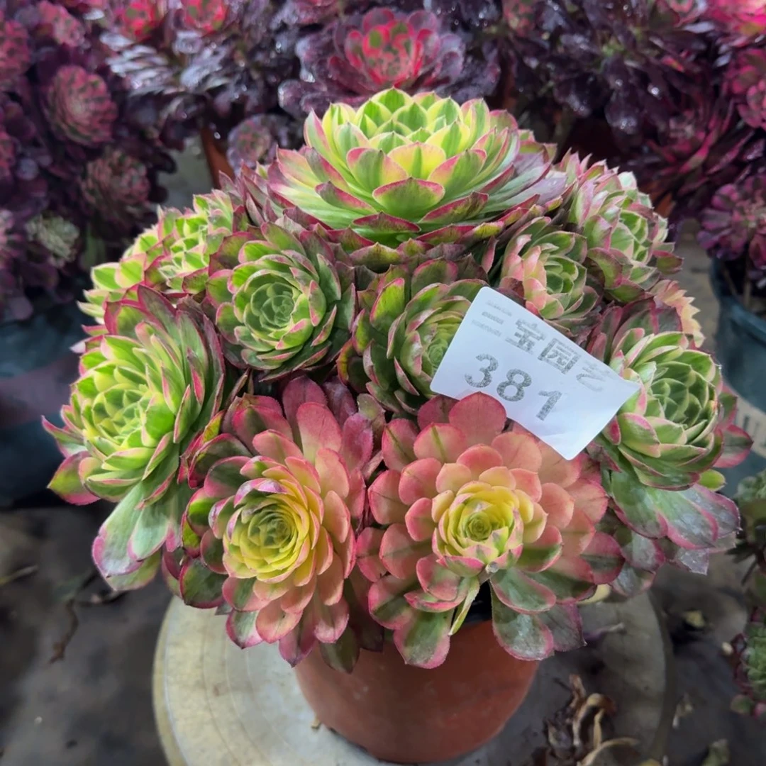 润*多肉植物381海王