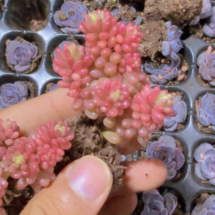 红色浆果锦穴盘一颗