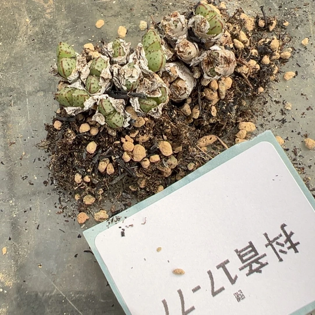 17-77肉锥多肉植物