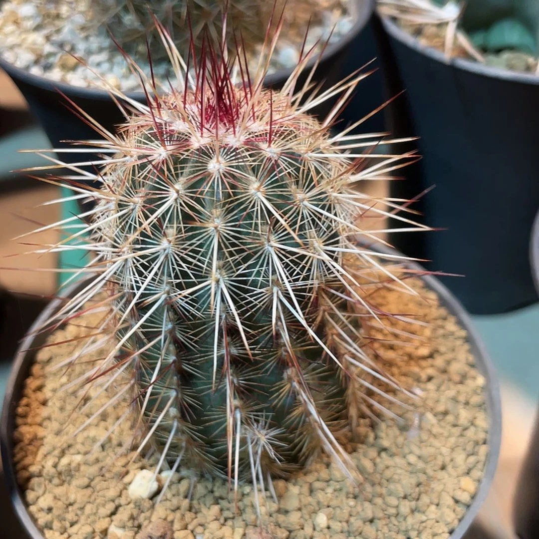 仙人球鹿角柱红白司虾