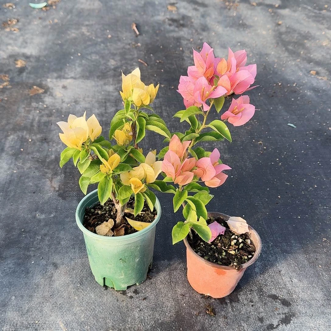 完全开放粉苏和黄苏