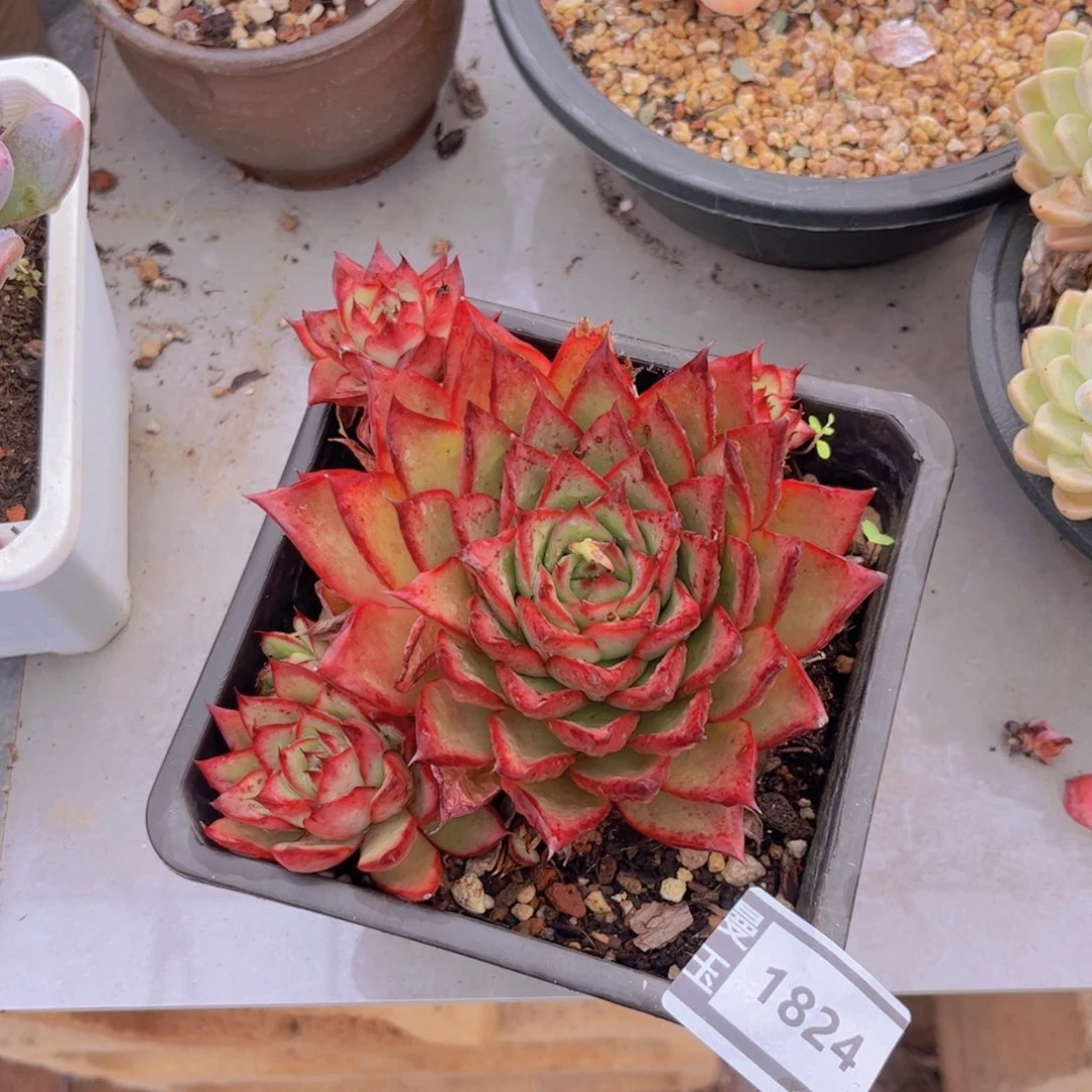 东云多肉植物1824