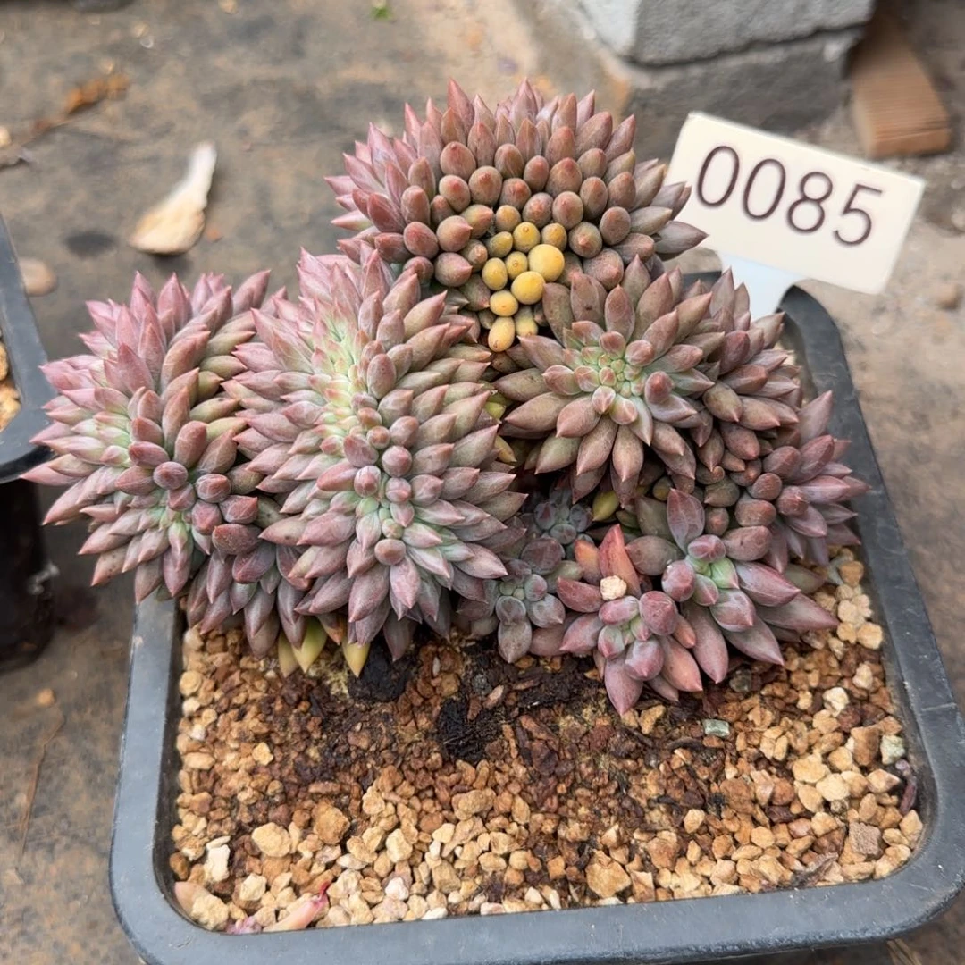 L***0085。    红蜻蜓缀