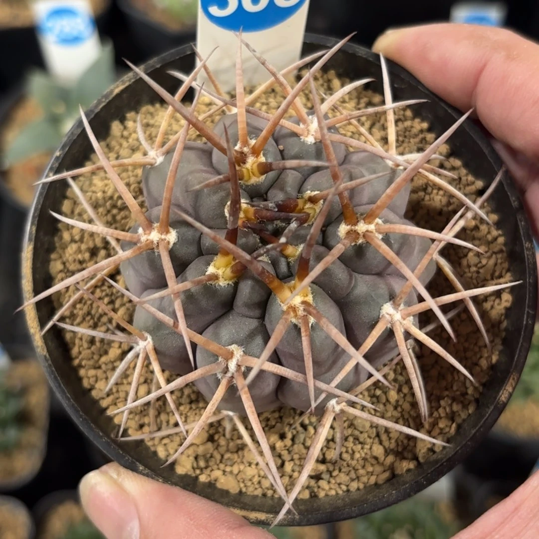 305实生守金摩天龙带盆带土