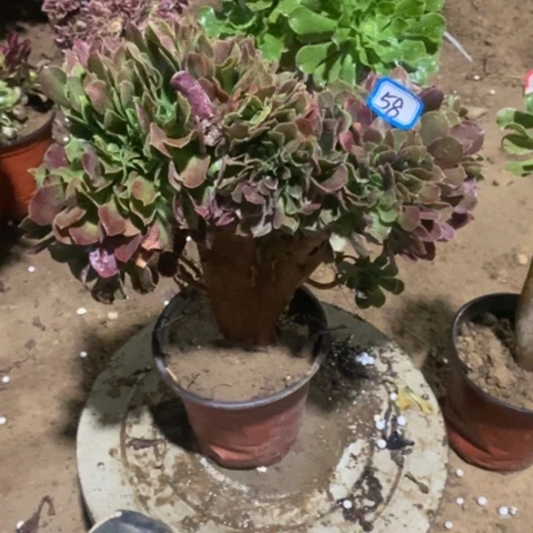 玫瑰缀化一物一拍
