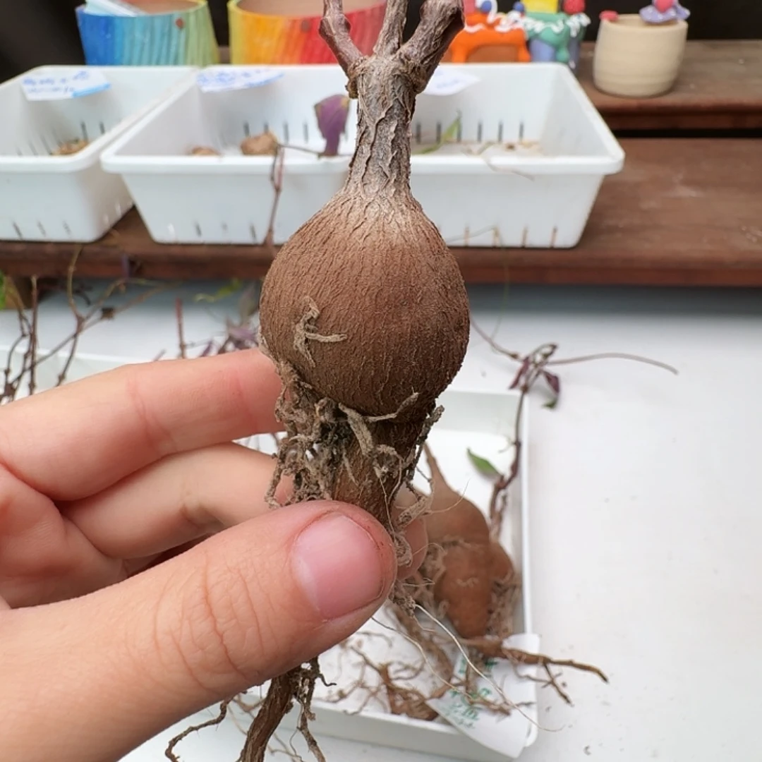 多肉植物福利块根4