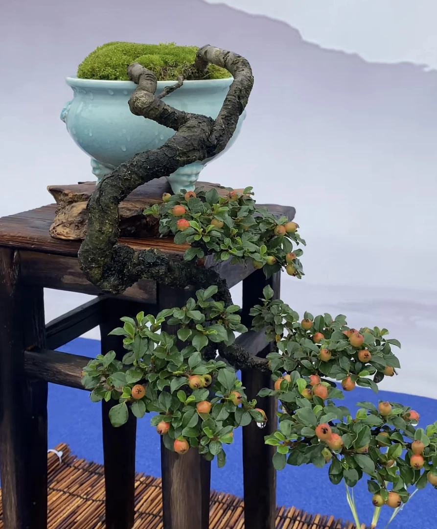 贵州红花小叶荀子盆景桩（一物一拍荀子树）盆景植物精品老桩盆景