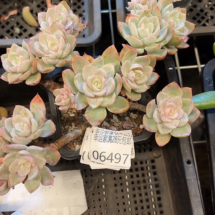 幸运的是我还没遇到你