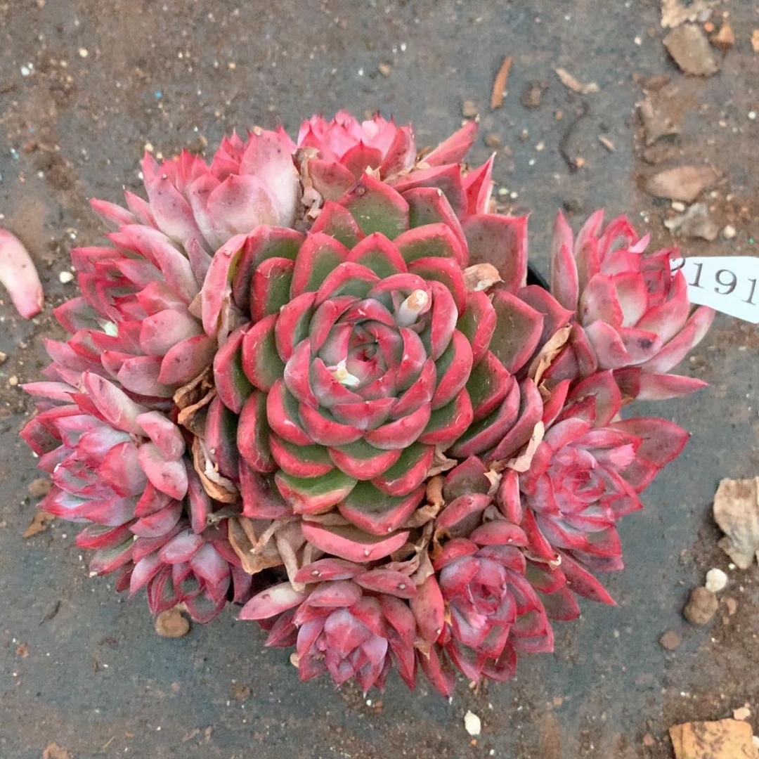 用****92191杂交多肉植物