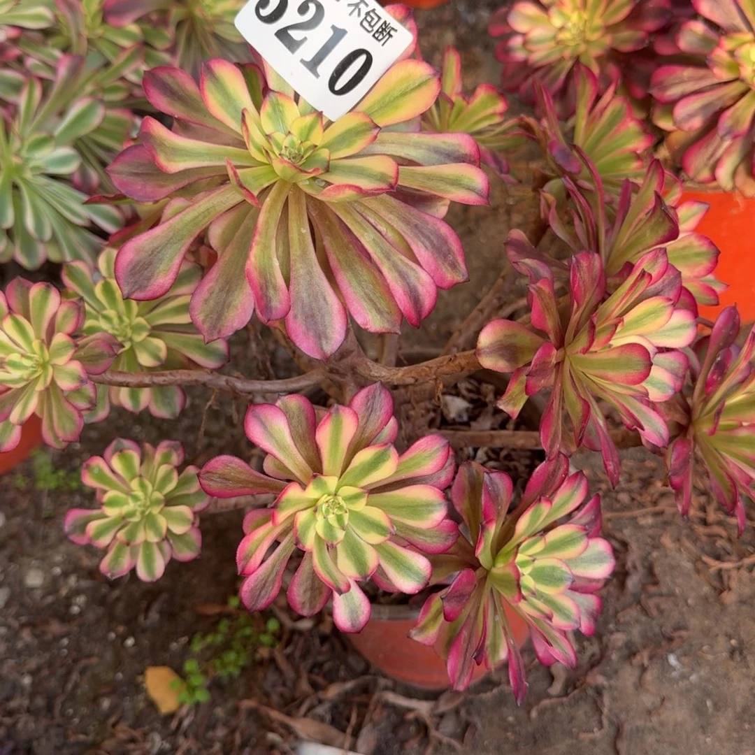 法师美肌5210 19-34