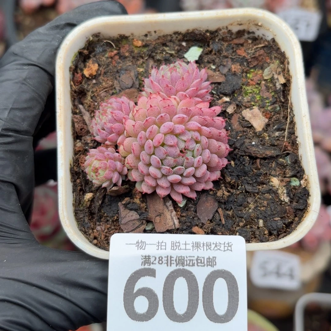 小红衣无盆土发货